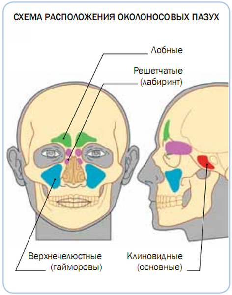 КТ околоносовых пазух