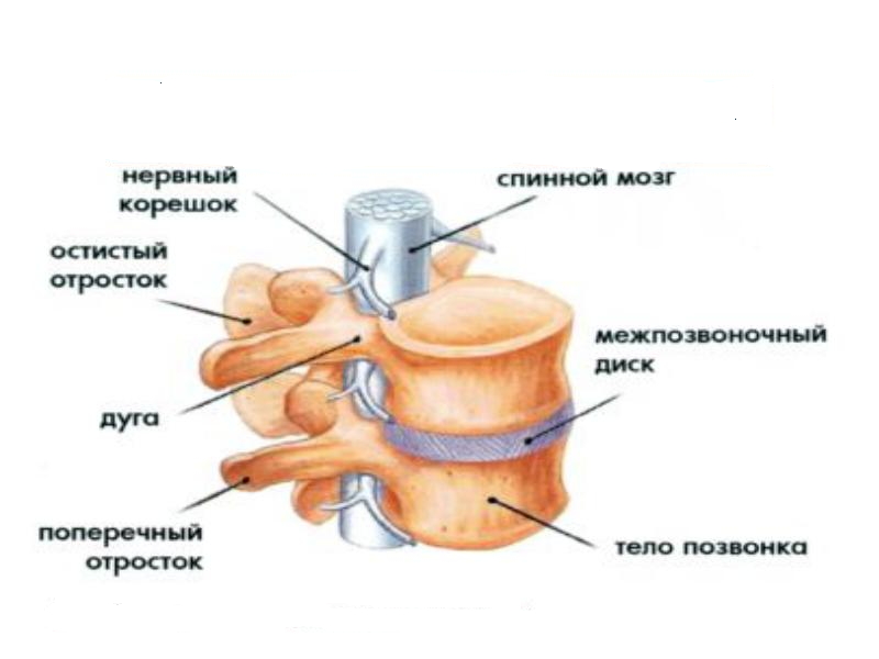 КТ всего позвоночника