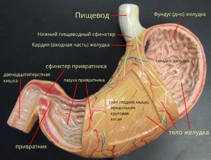 КТ желудка