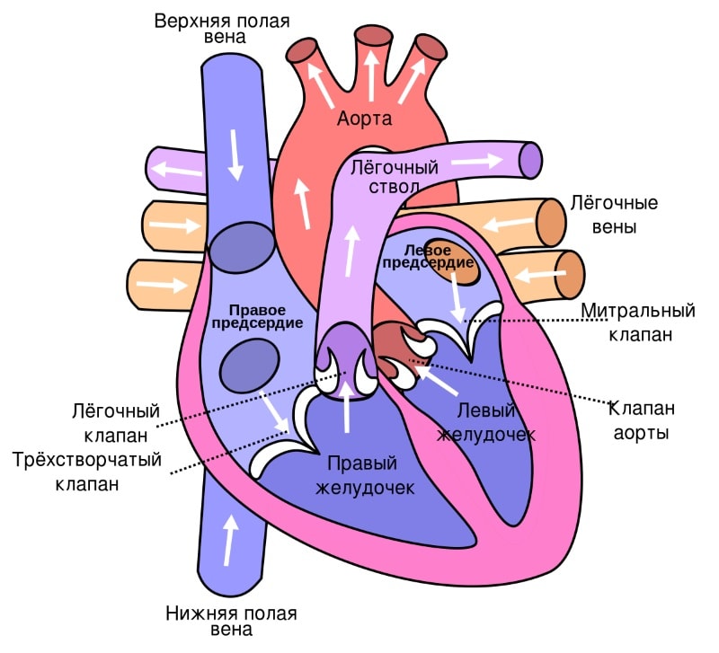 КТ сердца